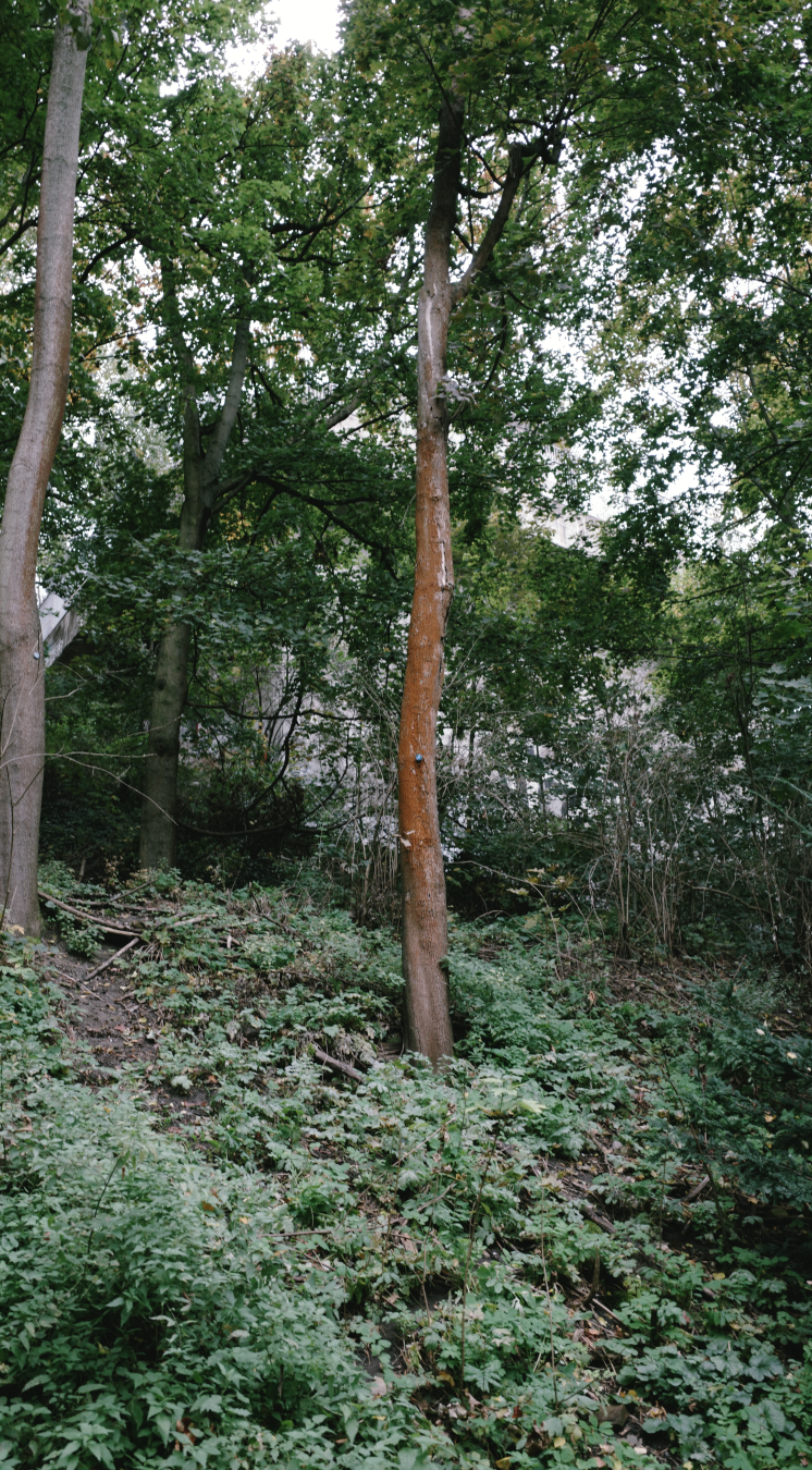 Pinetree