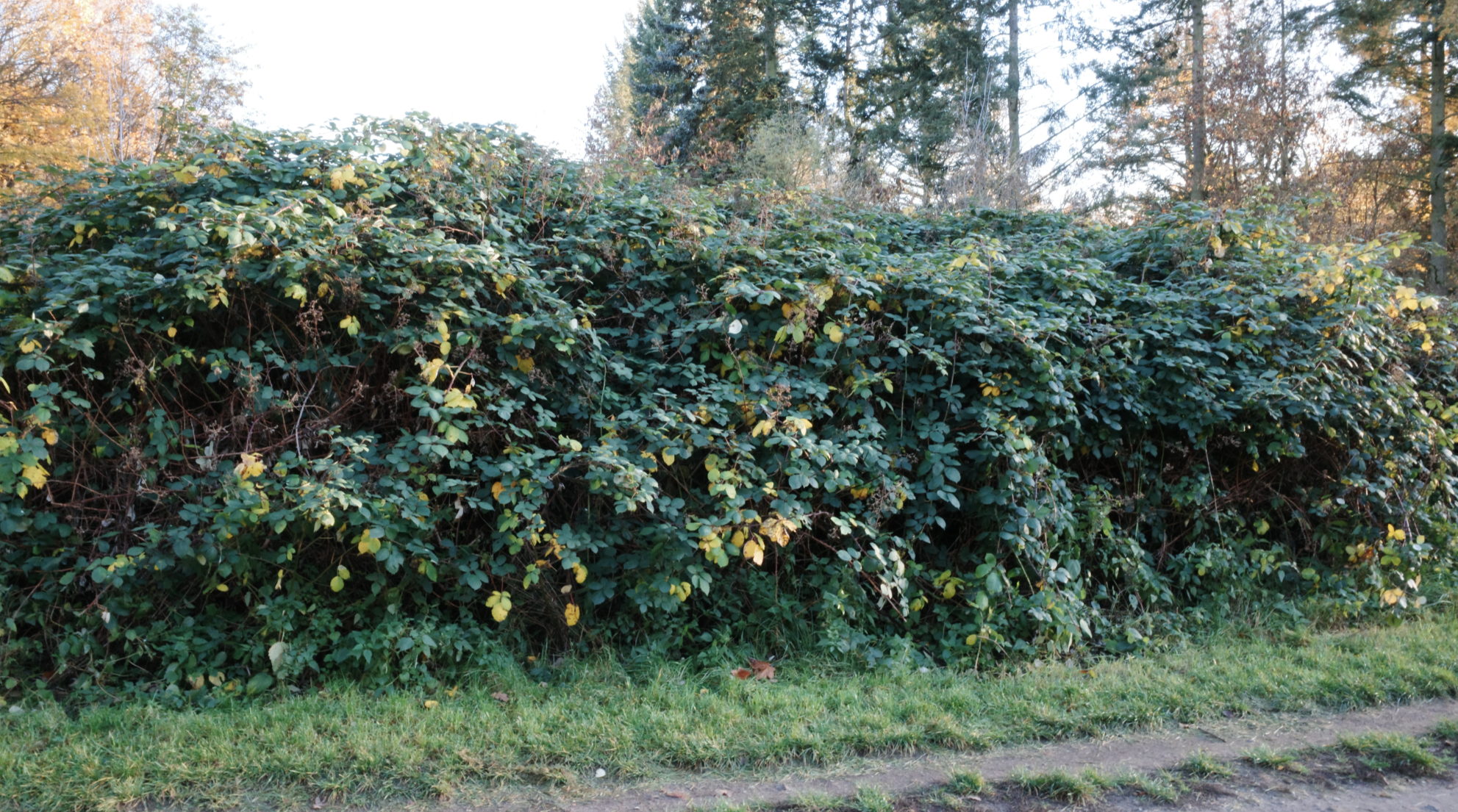 Volkspark Köpenick