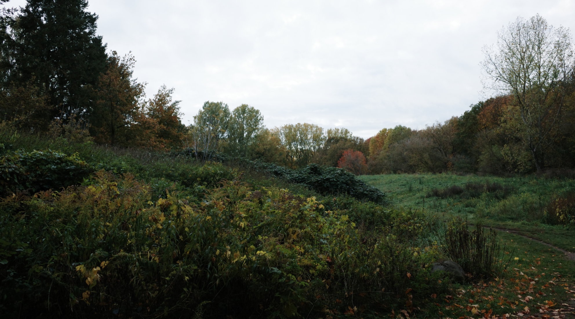 forest #3