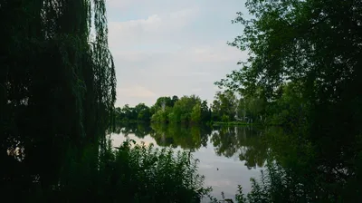 Pank Karpfenteich
